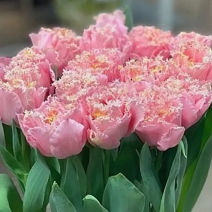 букет 11 тюльпанов Pink Magic